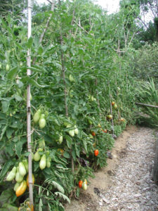 How To Grow Heirloom Tomatoes