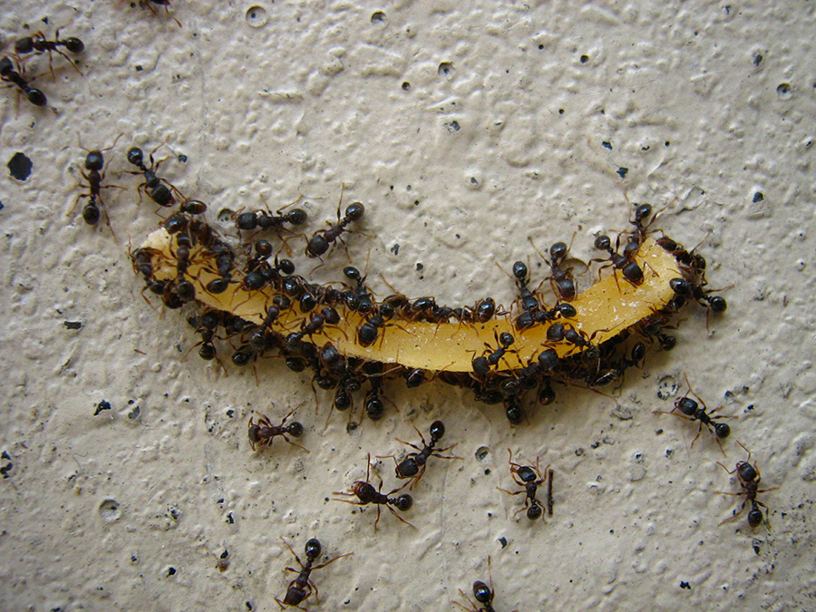 pavement ants eating honeydew rind