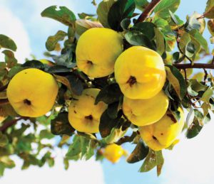6 Unusual Fruits for Old-House Gardens