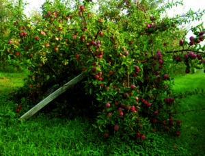 How to Grow Heirloom Apples