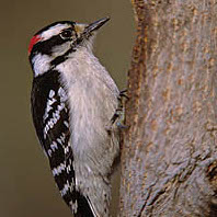 Dealing with Woodpecker Damage to Old Houses