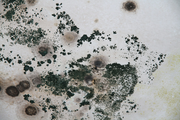 What to Do If You Find Black Mold in Your Home