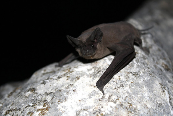 Using Exclusion to Remove Bats from Your House
