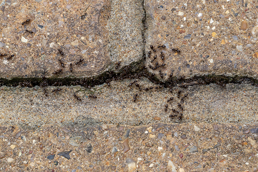 Ants can get in through any crack in concrete, wood, or plaster.