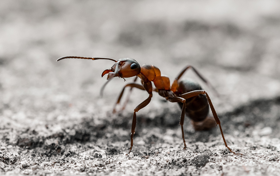 field ant